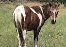 Miki - Mare in Anna, TX Miki - Mare in Anna, TX