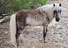 Cy - Gelding in Dripping Springs, TX Cy - Gelding in Dripping Springs, TX