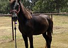 Noah - Gelding in Boerne, TX Noah - Gelding in Boerne, TX