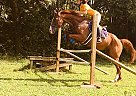 Thoroughbred Gelding for Sale in Jonestown, Pennsylvania Thoroughbred Gelding for Sale in Jonestown, Pennsylvania