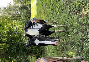 Quarter Horse (Quarter Horse, Mare) in Bristol, TN