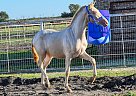 MAriahs Amora - Mare in Royse city, TX MAriahs Amora - Mare in Royse city, TX