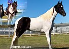 Spotted Saddle - Horse for Sale in , TN 37091