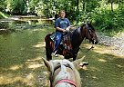 Tennessee Walker Junie