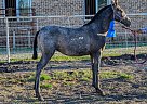 Not Named Yet - Mare in Royse city, TX Not Named Yet - Mare in Royse city, TX