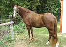 Duke - Gelding in Monticello, KY Duke - Gelding in Monticello, KY