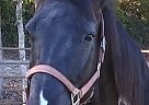 Dixie - Mare in Monticello, KY Dixie - Mare in Monticello, KY