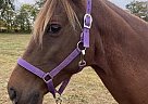 Tennessee Walking - Horse for Sale in Adams, TN 37010 Tennessee Walking - Horse for Sale in Adams, TN 37010