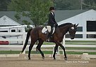 Laertes /*/*/// - Gelding in Duluth, MN Laertes /*/*/// - Gelding in Duluth, MN