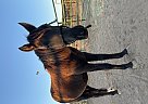 Bear - Stallion in Laveen, AZ Bear - Stallion in Laveen, AZ