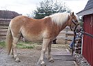 Haflinger, Cart and Harness Pack... Haflinger Stallion