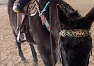 Quarter Horse - Horse for Sale in Walden, CO 80430 Quarter Horse - Horse for Sale in Walden, CO 80430
