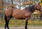 Quarter Horse - Horse for Sale in Sebeka, MN 56477 Quarter Horse - Horse for Sale in Sebeka, MN 56477