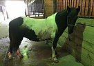 Broke To Drive and Ride Welsh Pony Mare