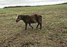 Christmas Pony Shetland Pony Mare