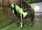 Christmas Present Pony Shetland Pony Mare