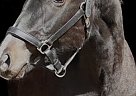 Quarter Horse - Horse for Sale in Storrs, CT 06269