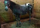 Gorgeous Mule Appaloosa Gelding