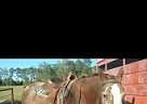 Appaloosa Mare for Sale in Carthage, Texas Appaloosa Mare for Sale in Carthage, Texas
