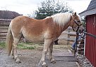 Haflinger - Horse for Sale in Butler, IN 