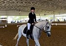 Arabian - Horse for Sale in Saint Augustine, FL 32095