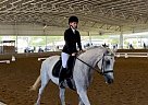 Arabian - Horse for Sale in Saint Augustine, FL 32095 Arabian - Horse for Sale in Saint Augustine, FL 32095