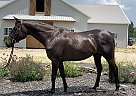 Appendix Mare for Sale in Utica, Ohio Marley
