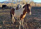 Paso Fino - Horse for Sale in Cedar, UT 84721