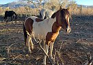 Paso Fino - Horse for Sale in Cedar, UT 84721 Paso Fino - Horse for Sale in Cedar, UT 84721