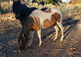 Paso Fino (Paso Fino, Stallion) in Cedar, UT