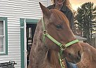 Red Roan Eager To Learn Rango