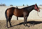 Appaloosa - Horse for Sale in Lodi, CA 95240