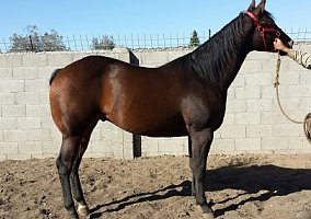 Appaloosa (Appaloosa, Gelding) in Lodi, CA