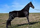 Tennessee Walking - Horse for Sale in HUSTONVILLE, KY 40437