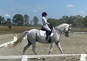Warmblood (Warmblood, Gelding) in Catlett, VA