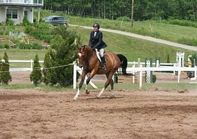 Stunning Registered Warmblood Warmblood Gelding
