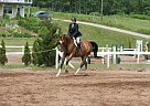 Warmblood - Horse for Sale in Greenwood, NS b0p1n0 Warmblood - Horse for Sale in Greenwood, NS b0p1n0