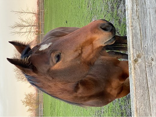 Sweet and Sensible AQHA Mare