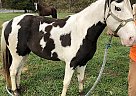 Tennessee Walking Mare for Sale in Chambersburg, Pennsylvania Blue