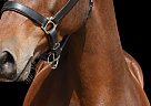Morgan - Horse for Sale in Storrs, CT 06269