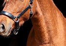 Morgan - Horse for Sale in Storrs, CT 06269