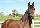 Morgan - Horse for Sale in Storrs, CT 06269