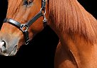 Morgan - Horse for Sale in Storrs, CT 06269