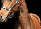 Morgan - Horse for Sale in Storrs, CT 06269