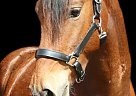 Morgan - Horse for Sale in Storrs, CT 06269