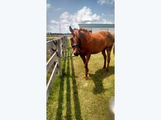 Well-Mannered/Well-Trained Dressage/Eventing Mare