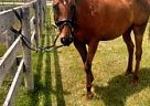 Thoroughbred - Horse for Sale in Alburnett, IA 52202