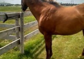 Thoroughbred (Thoroughbred, Mare) in Alburnett, IA