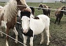 Yearling Pony Shetland Pony Mare