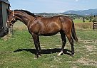 Canadian - Horse for Sale in Armstrong, BC 